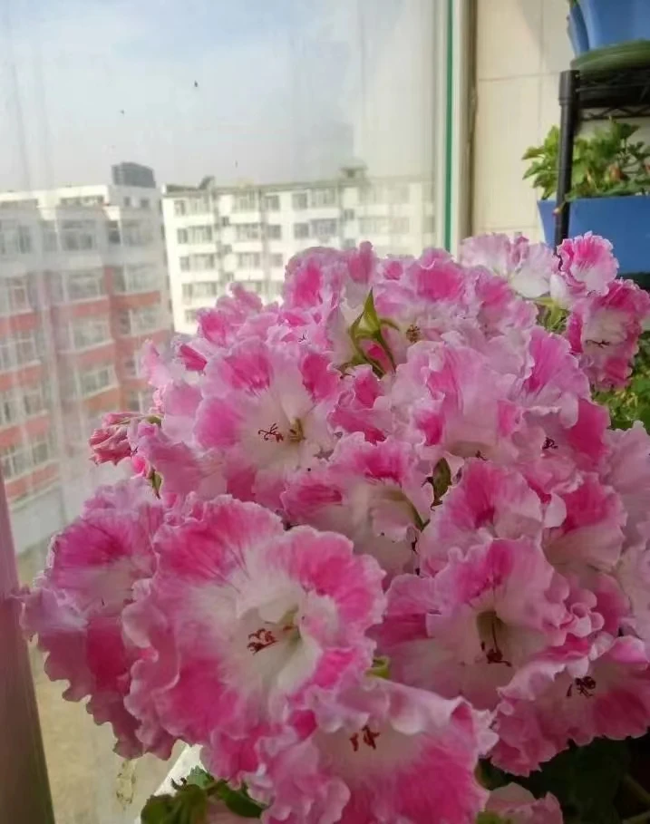 蝴蝶梅——得利【大花品种中苗带花苞】