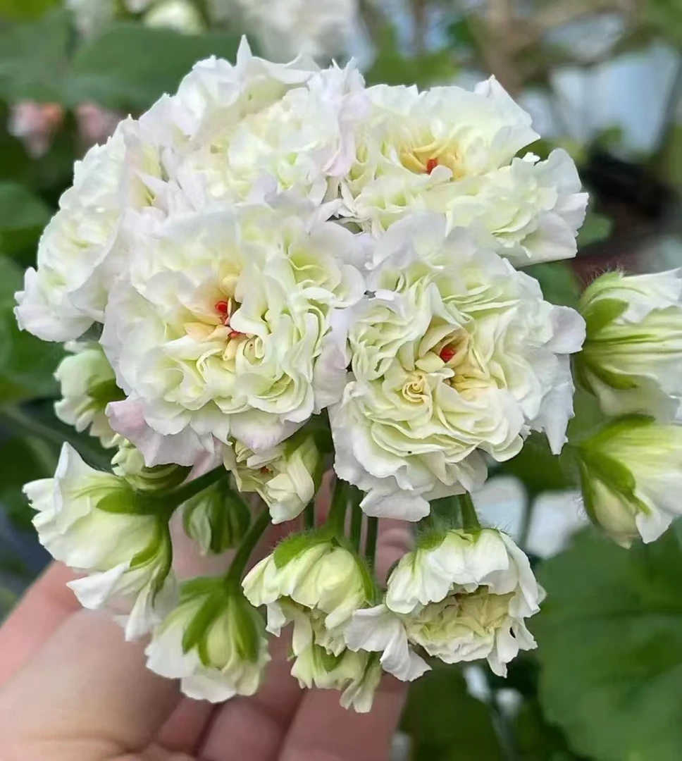 厄尔布鲁士—超大花球重瓣白色系