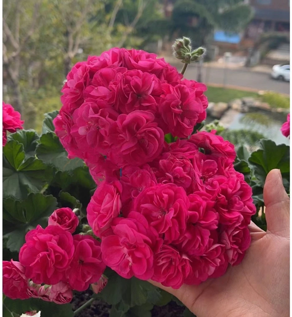 【新手必拍】罗莎琳达——直立重瓣品种带花苞包对版【生花苞发货】