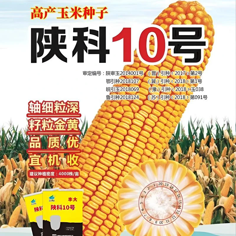 陕科10号正品高产玉米种子矮杆大棒抗倒抗病抗旱农科院新品种杂交