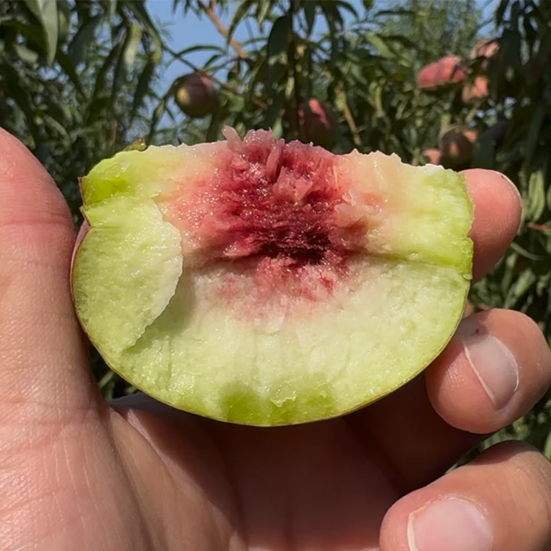 沂蒙山小冬桃脆甜蜜桃应季水果现摘现发鲜果