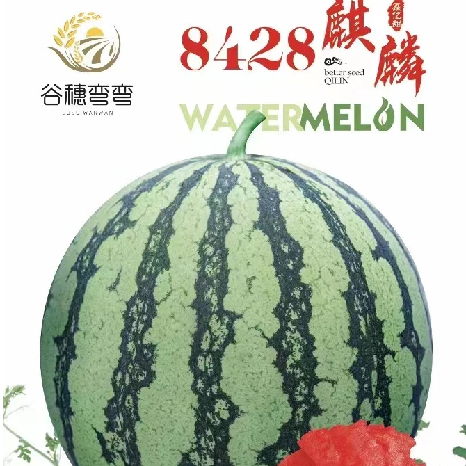 8428麒麟西瓜种子，瓤红，抗裂，抗水晶瓜，耐高温视频，甜度高西瓜籽