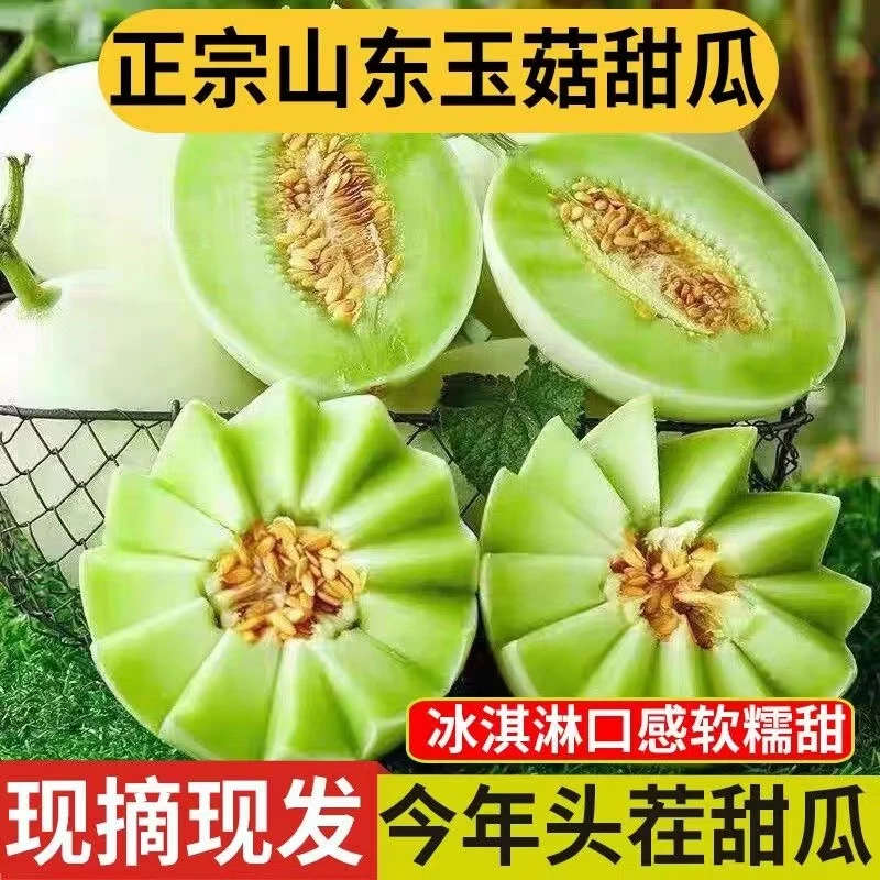 【尝鲜专享】山东冰淇淋玉菇甜瓜一藤一瓜新鲜自然甜蜜产地直发