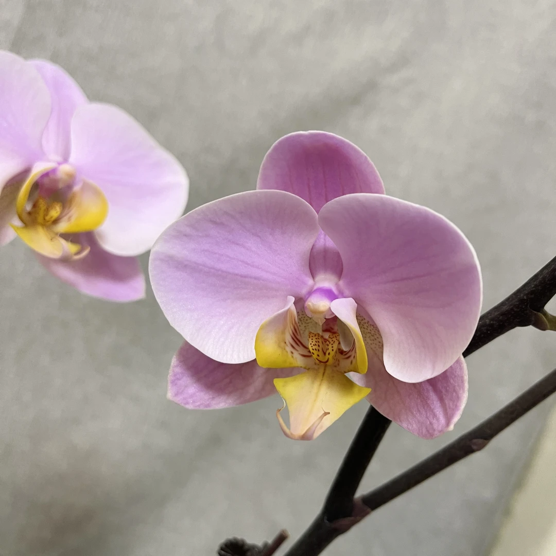萨利纳斯】蝴蝶兰精品年宵花室内鲜花绿植送礼亲戚礼物盆栽乔迁