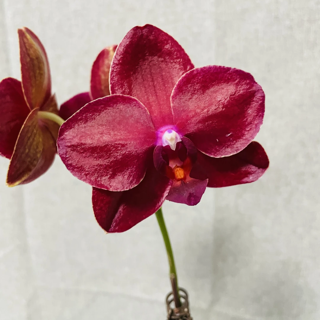 【美杜莎】开花株高货室内鲜花绿植送礼亲戚礼物盆栽乔迁