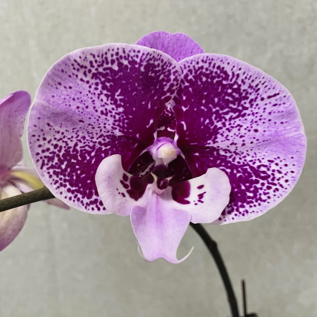 【乌龙茶】Ch1990开花株蝴蝶兰室内鲜花绿植送礼亲戚礼物盆栽