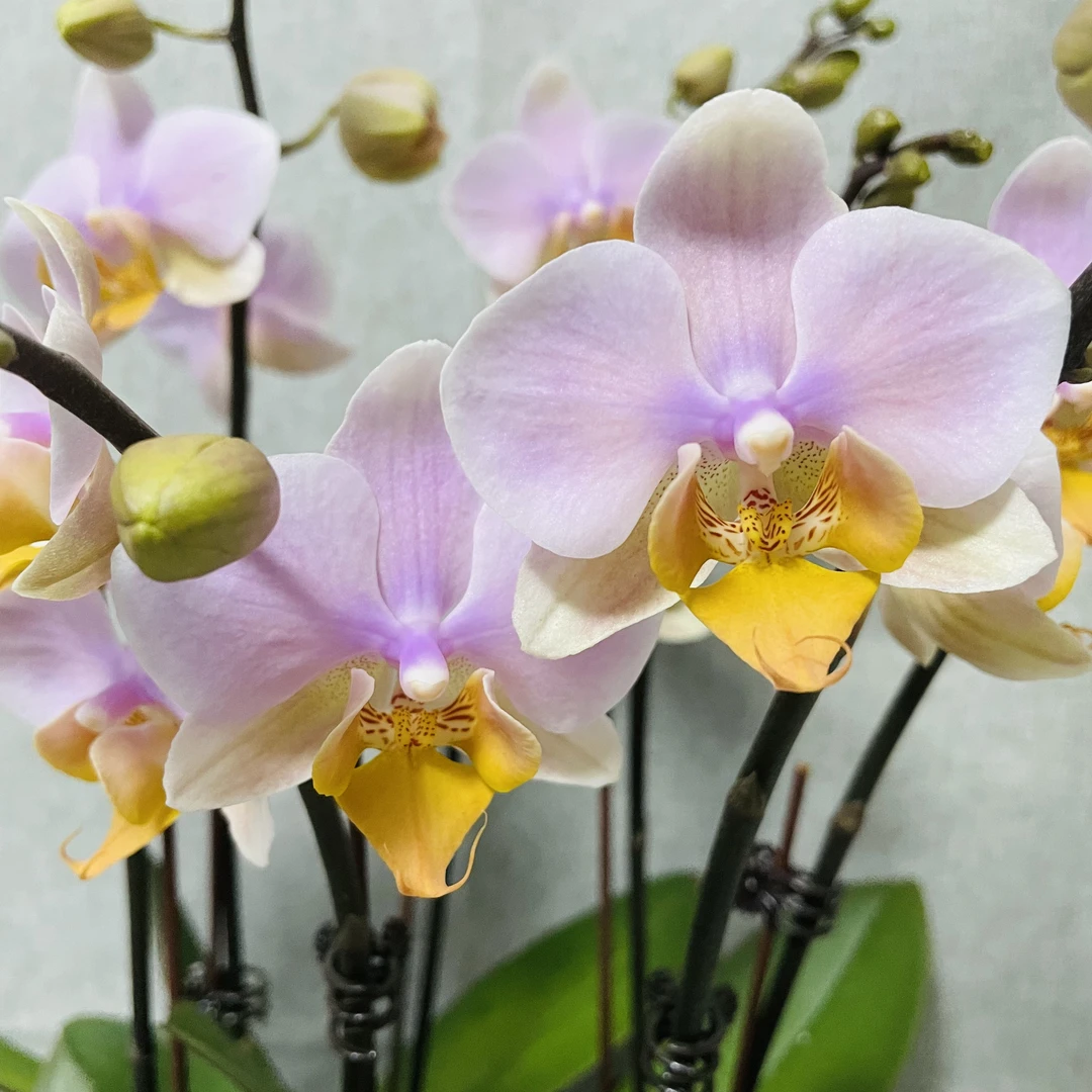 【图尔坎】3.5寸杯 蝴蝶兰室内鲜花绿植送礼亲戚礼物盆栽乔迁