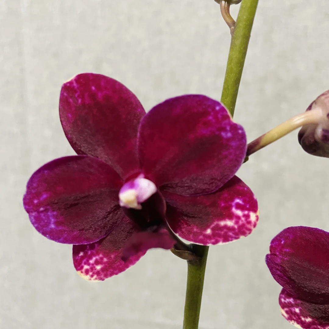 【胭脂】蝴蝶兰精品室内鲜花绿植送礼亲戚礼物盆栽乔迁