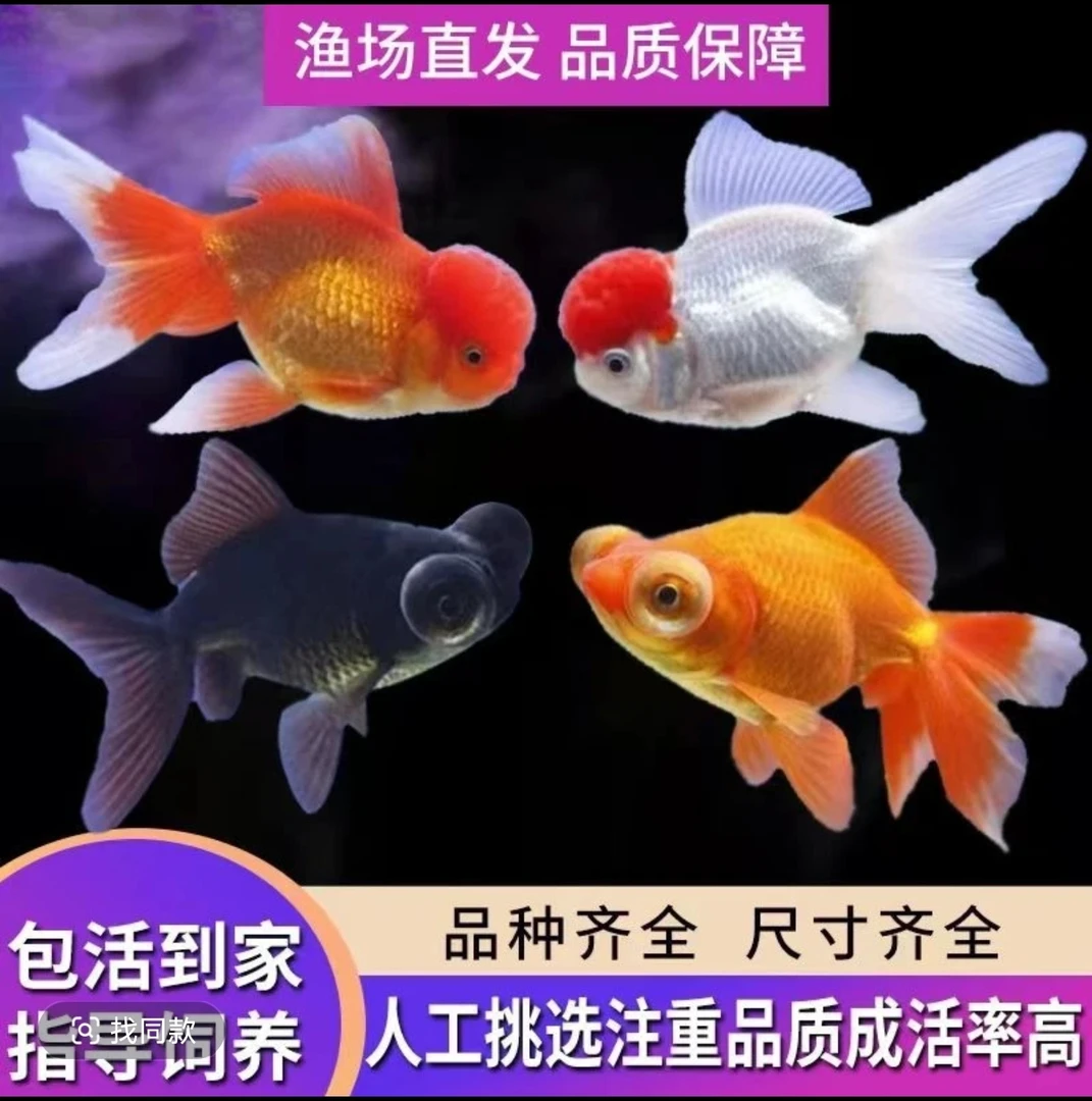 玛丽泰狮，精品金鱼