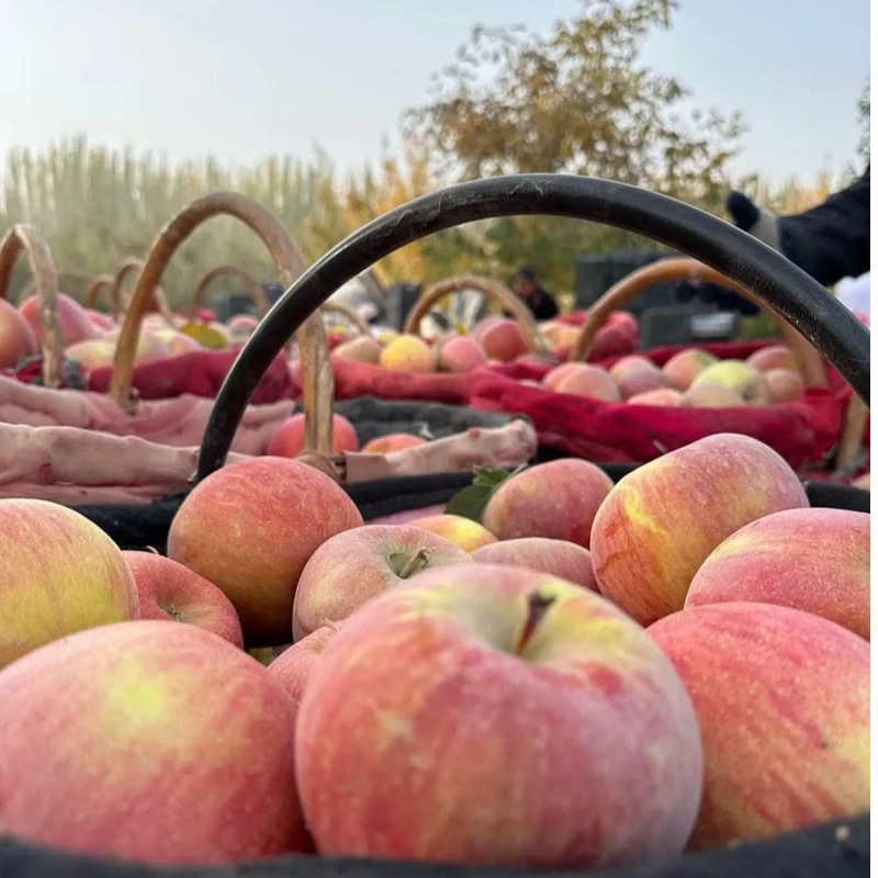 新疆阿克苏冰糖心自家果园直发