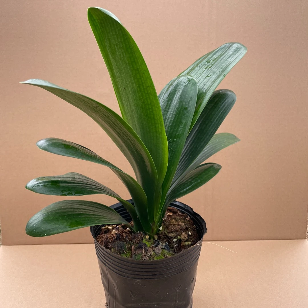 君子兰短版宽叶8-12个叶片原盆原土发货花艺双全美观客厅植物花卉