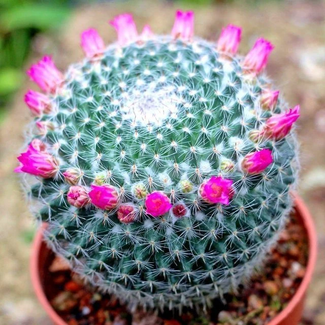 玉翁开花仙人球四季种植小盆栽盆景绿植卧室办公室懒人植物盆栽