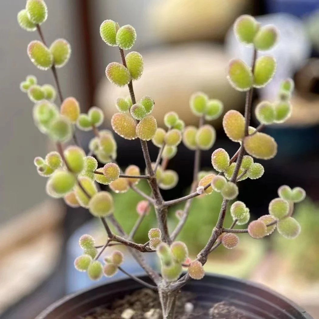 多肉植物蜜桔糖球枝干番杏米粒钻石冰晶小老桩