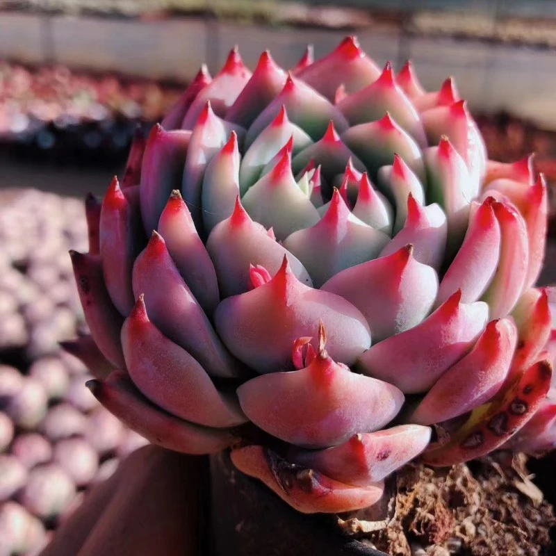 【云味仙踪专属】100-199号云南多肉植物新手套餐绿植花卉直播