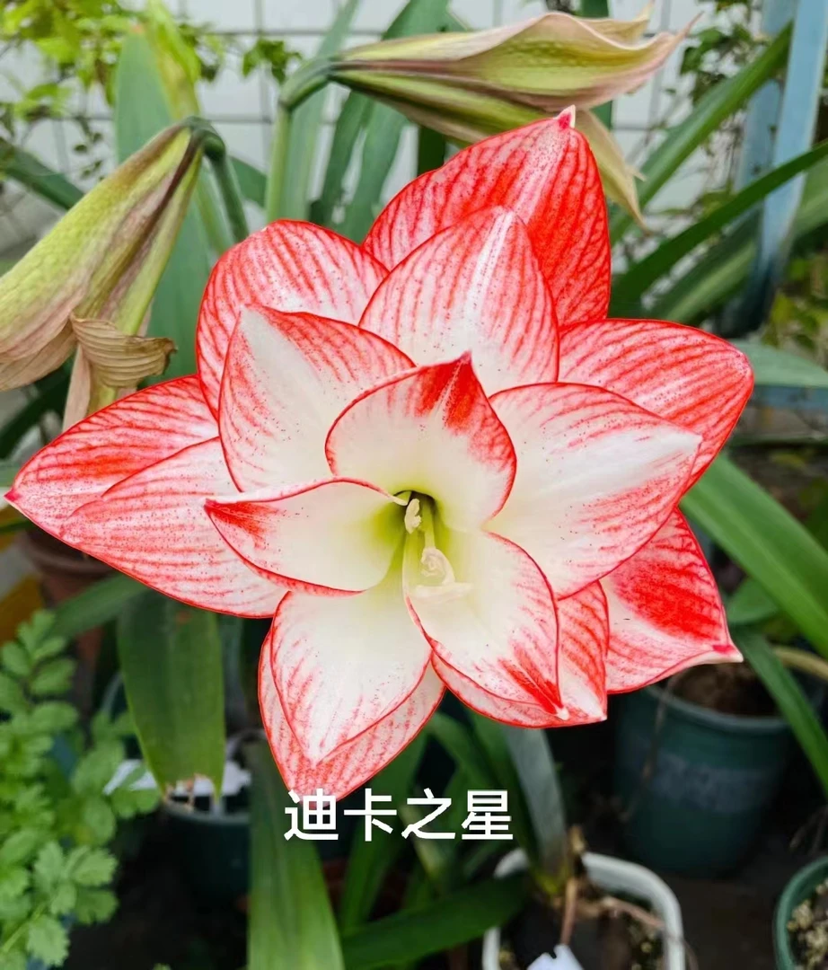 朱顶红【蒂卡之星】种球阳台花园满78包邮非偏远地区干球裸根发货