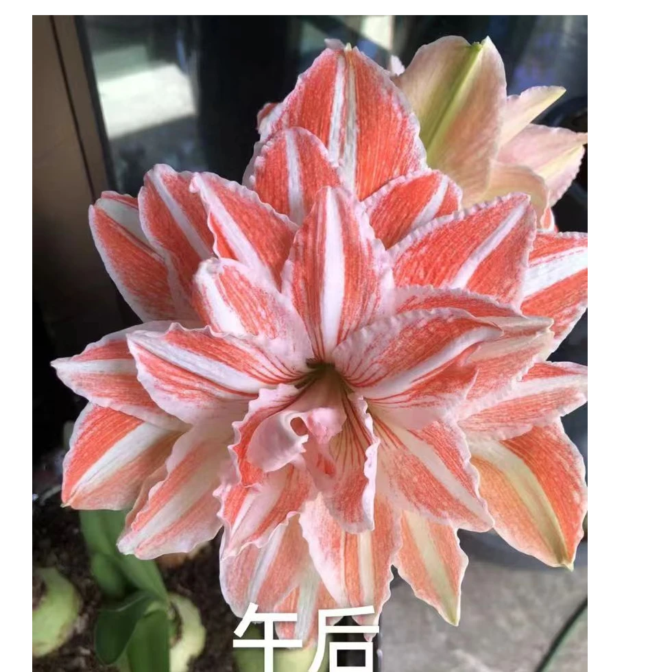 进口朱顶红【舞后】种球阳台花园满78包邮非偏远地区干球裸根发货