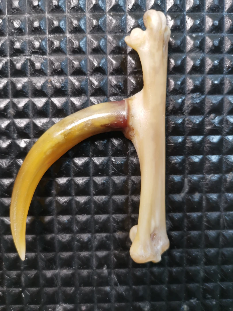 鸡凳子工艺品，单只黄色弯钩，精品制作，物有所值。