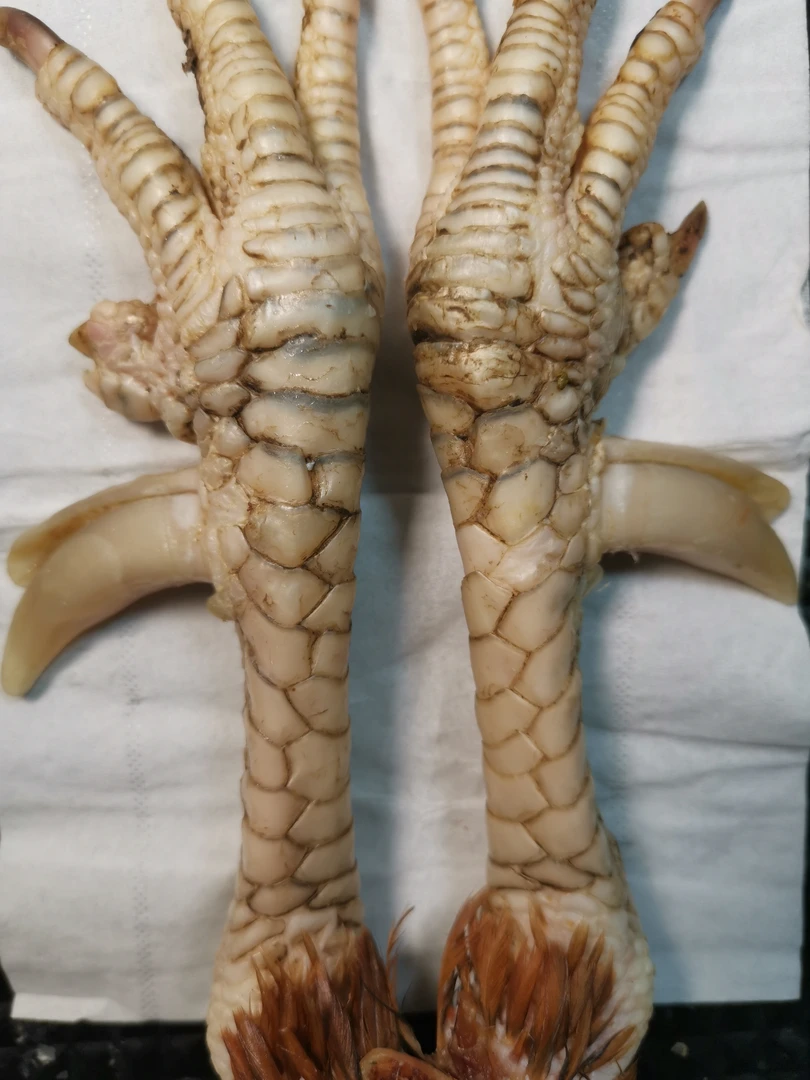 鸡凳子工艺品，一对大白鲨牙，独特风格，精心制作，物有所值。