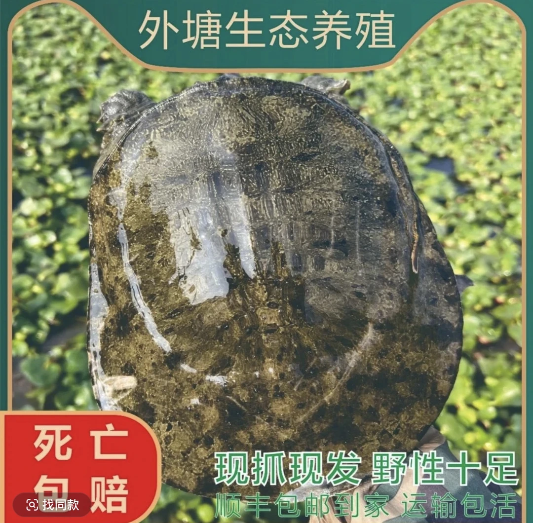 【福利款】（4-3）农户直发生态水鱼外塘散养冷链包邮包活