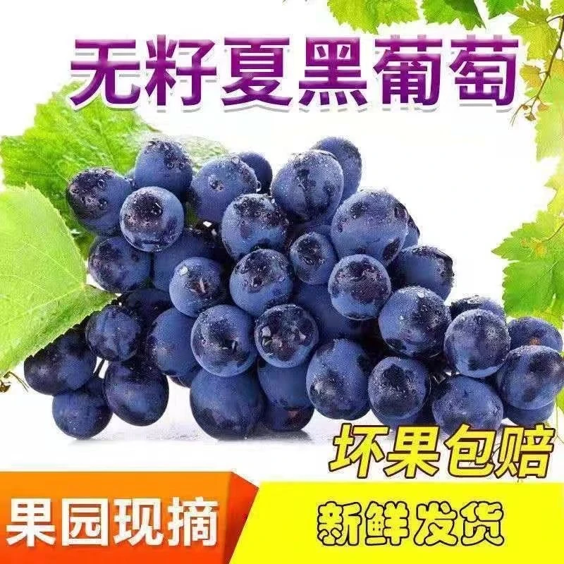 丹江口一现摘早熟夏黑葡萄新鲜早夏无核葡萄当季孕妇儿童无籽葡萄