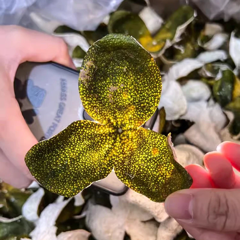 梅江圈枝大青皮2024新会陈皮正宗批发