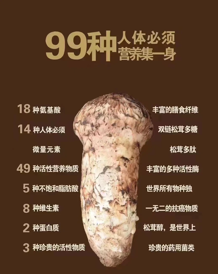 云南松茸菌新鲜食用菌香格里拉特产炖汤食材