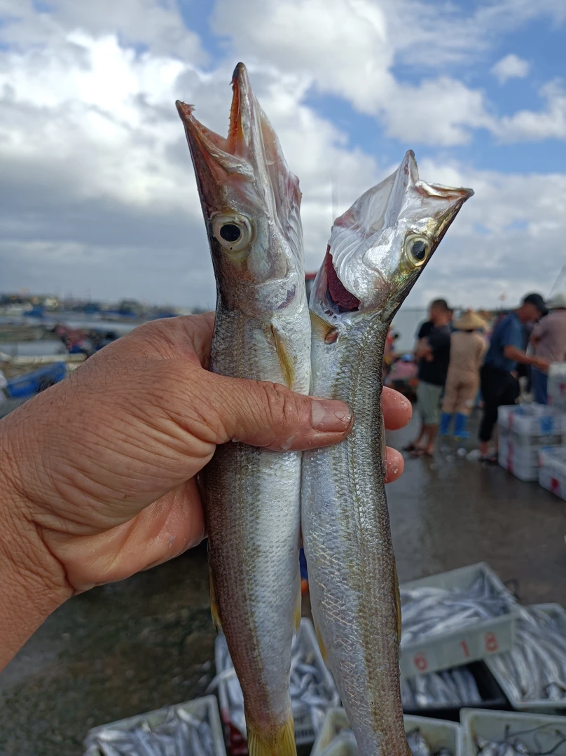 【沙丁鱼】漳州六鳌海捕沙丁鱼祛除内脏鱼鳃净重4斤