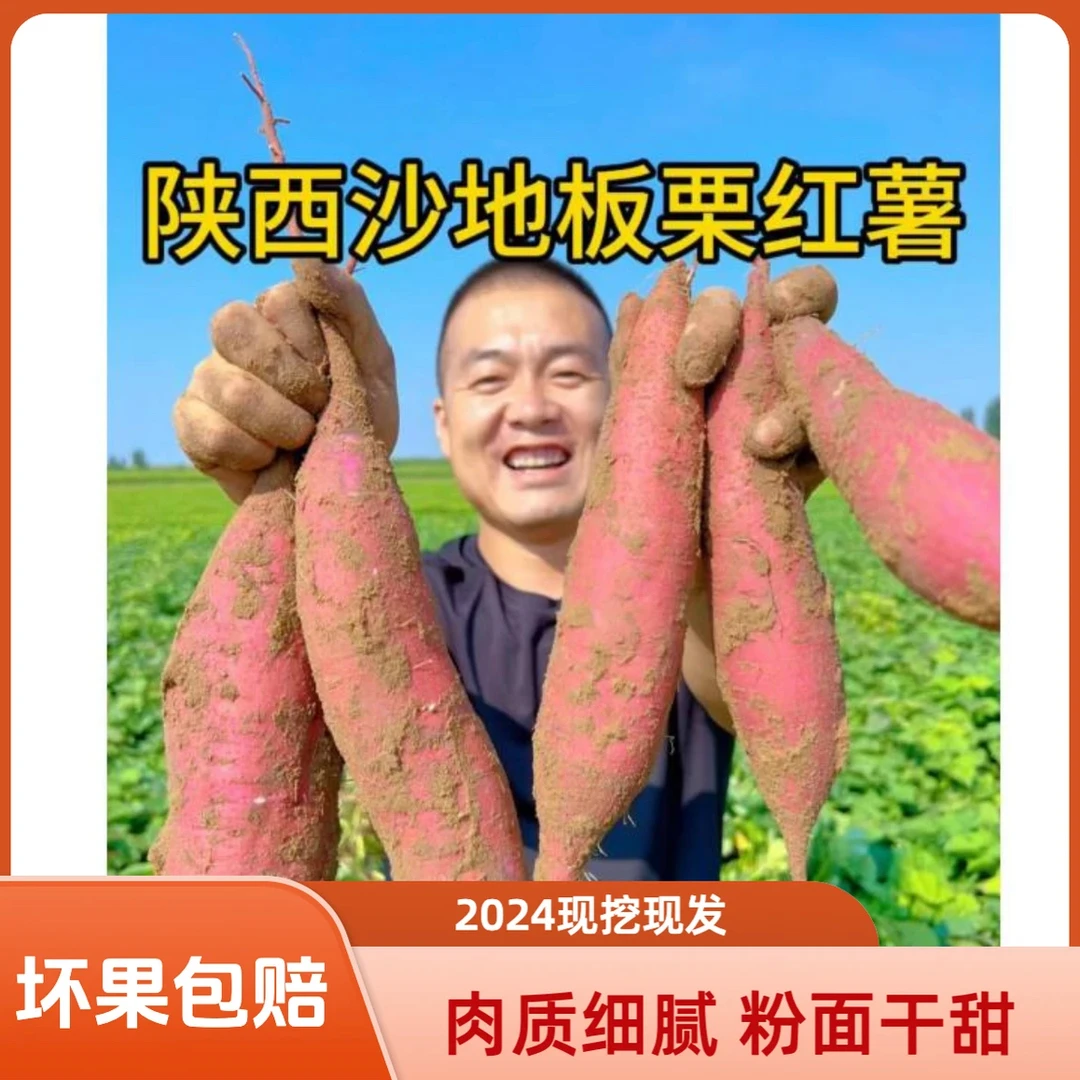 （坏果包赔）现挖陕西沙地板栗红薯番薯蜜薯干面粉甜老少皆宜