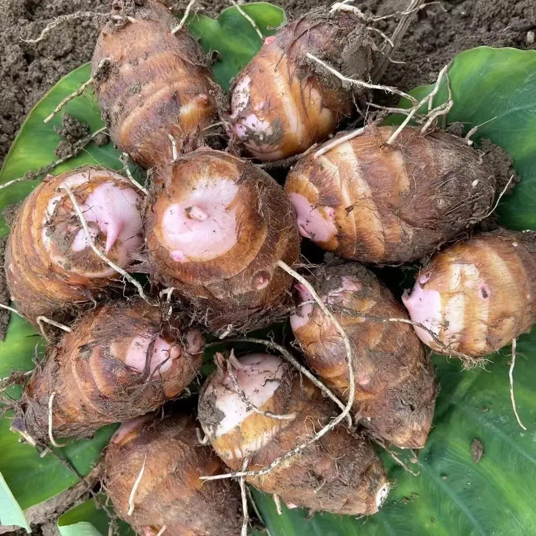 金华红芽芋艿每天新鲜现挖软糯毛芋头香芋小芋头红芋艿5/3/1斤