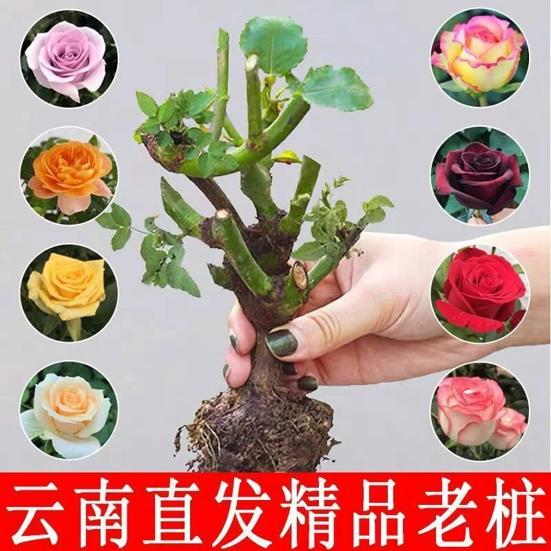 A级精品四季开花玫瑰花苗浓香型月季花阳台庭院耐寒老桩绿植盆栽