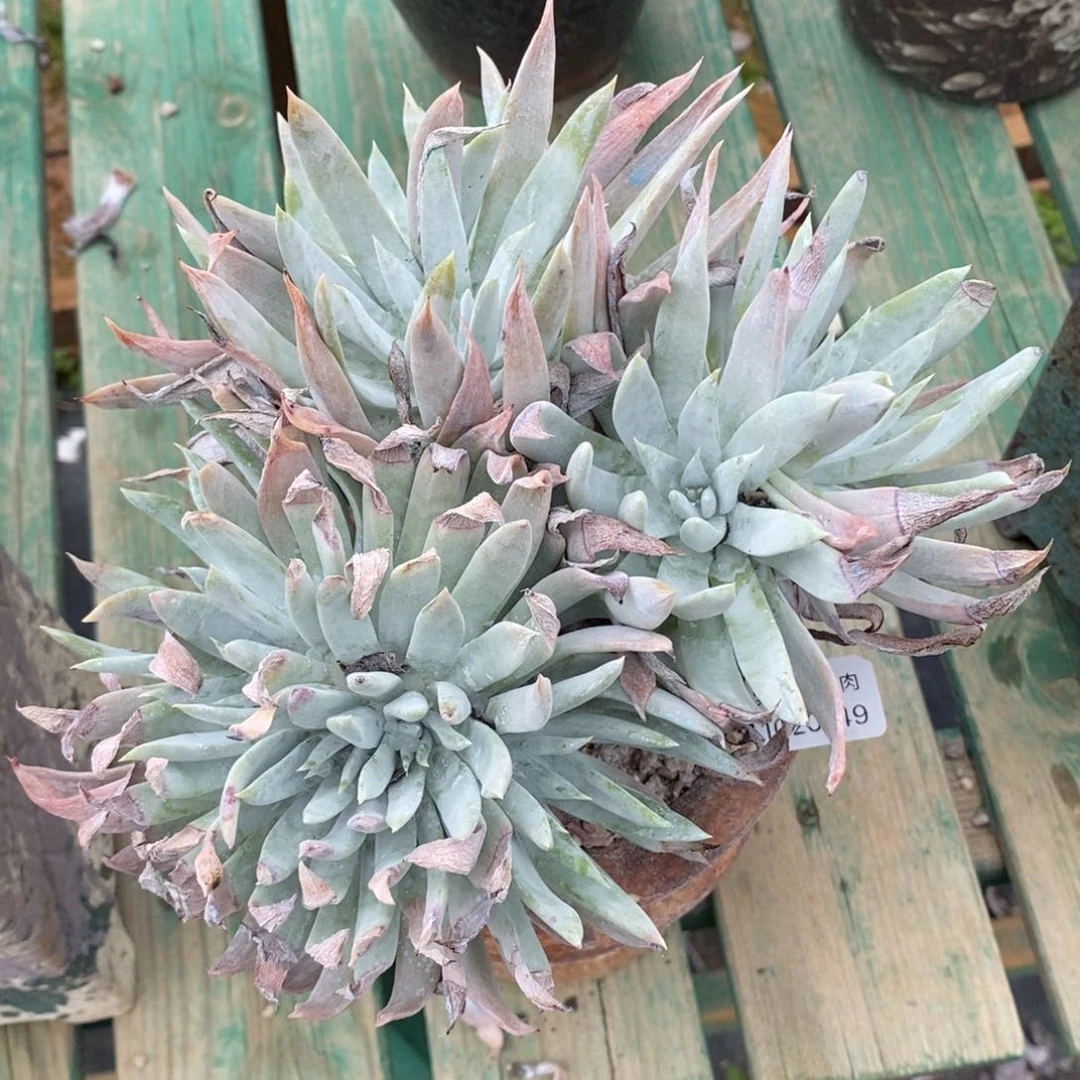 49号雪花苹果叶粗腿子