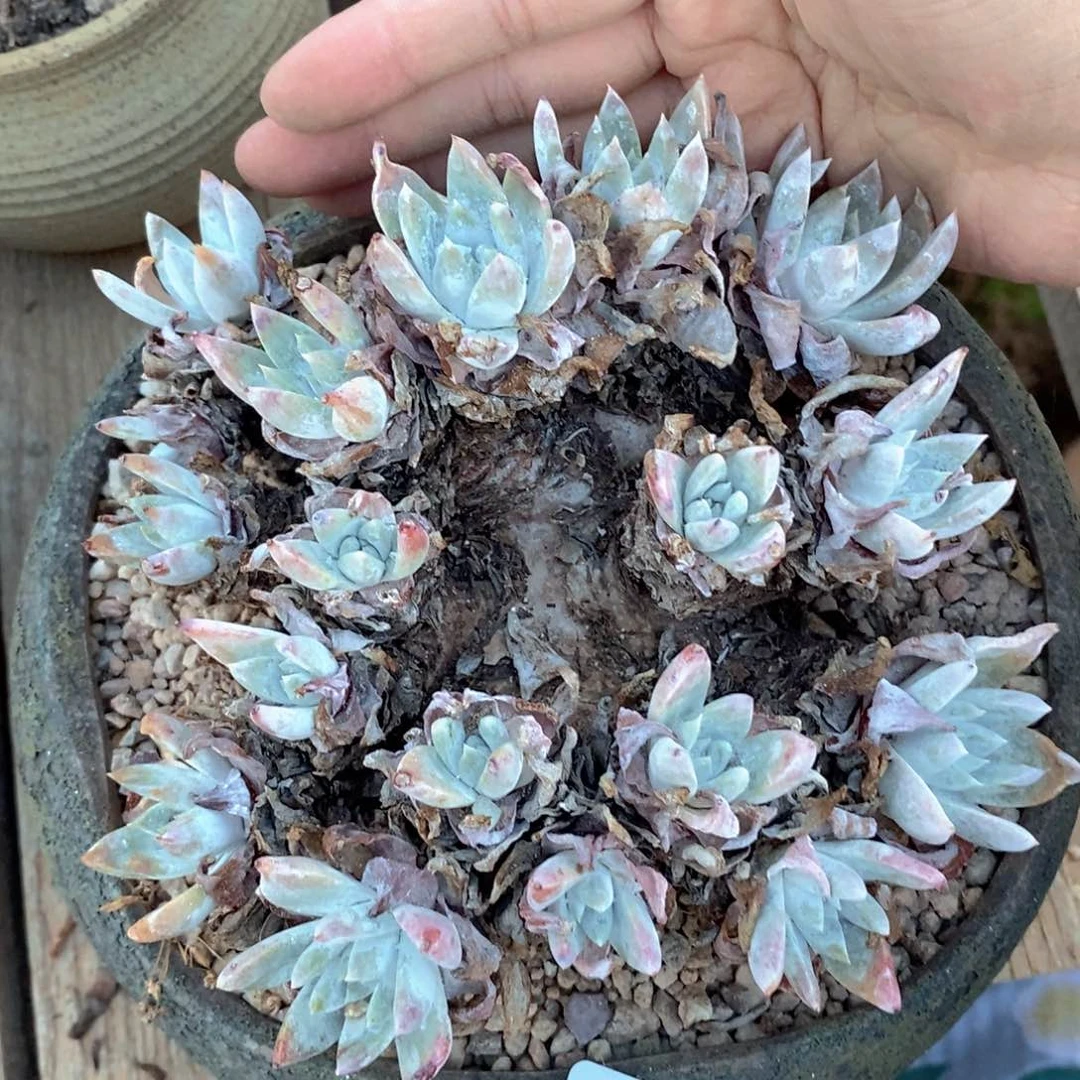 12号白雪混血粗腿子