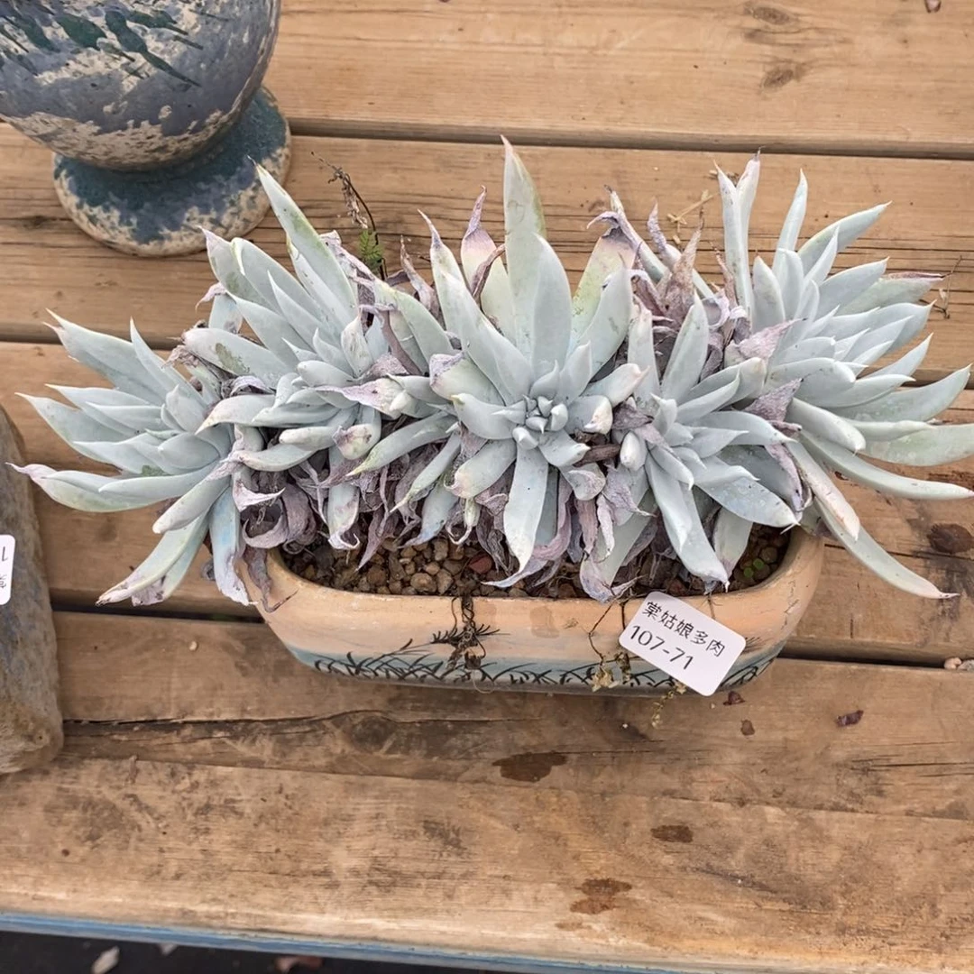 71号白雪缀大群吖