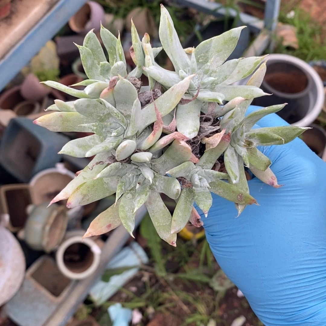 10号流丹瑕疵瑕疵