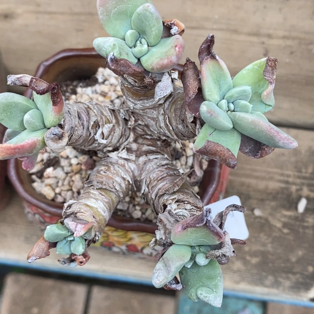 17号苹果叶粗腿子