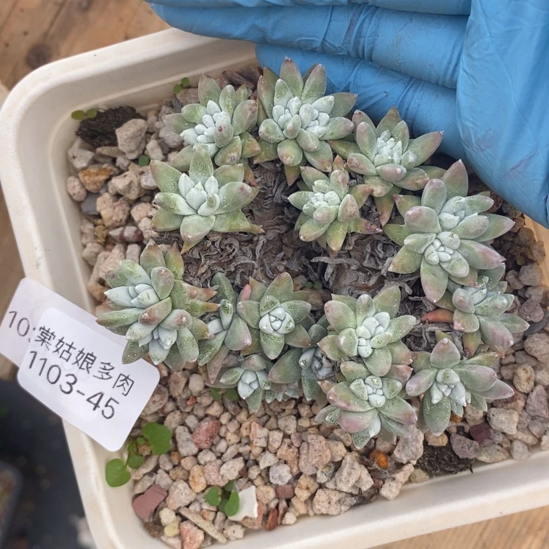 45号韩版白菊小可爱多肉