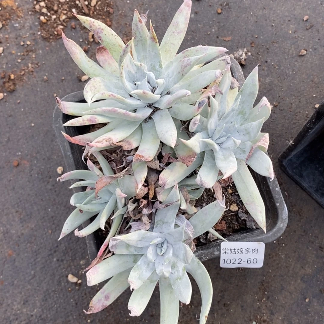 60号苹果叶粗腿子