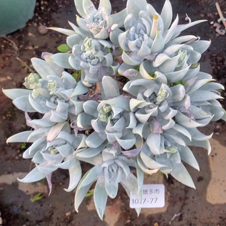 77号苹果叶瑕疵瑕疵