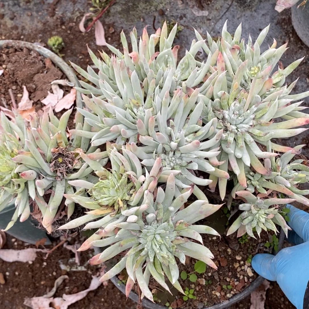 71号奴婢吉娜瑕疵瑕疵