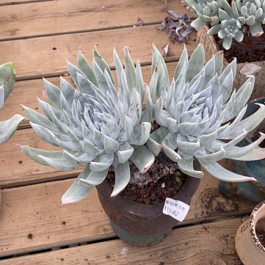 82号莫然伊粗腿子