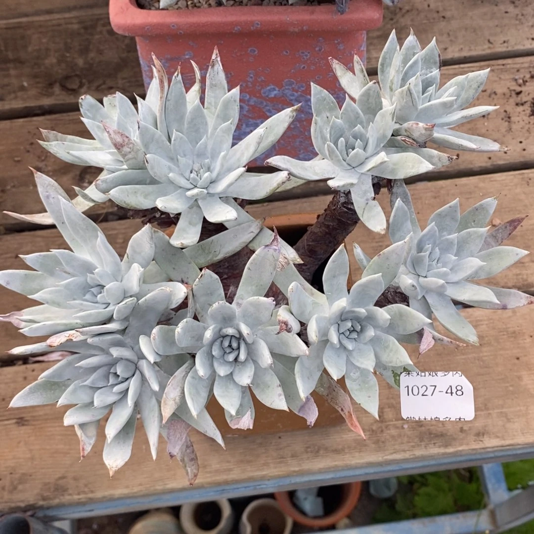 48号苹果叶大群粗腿