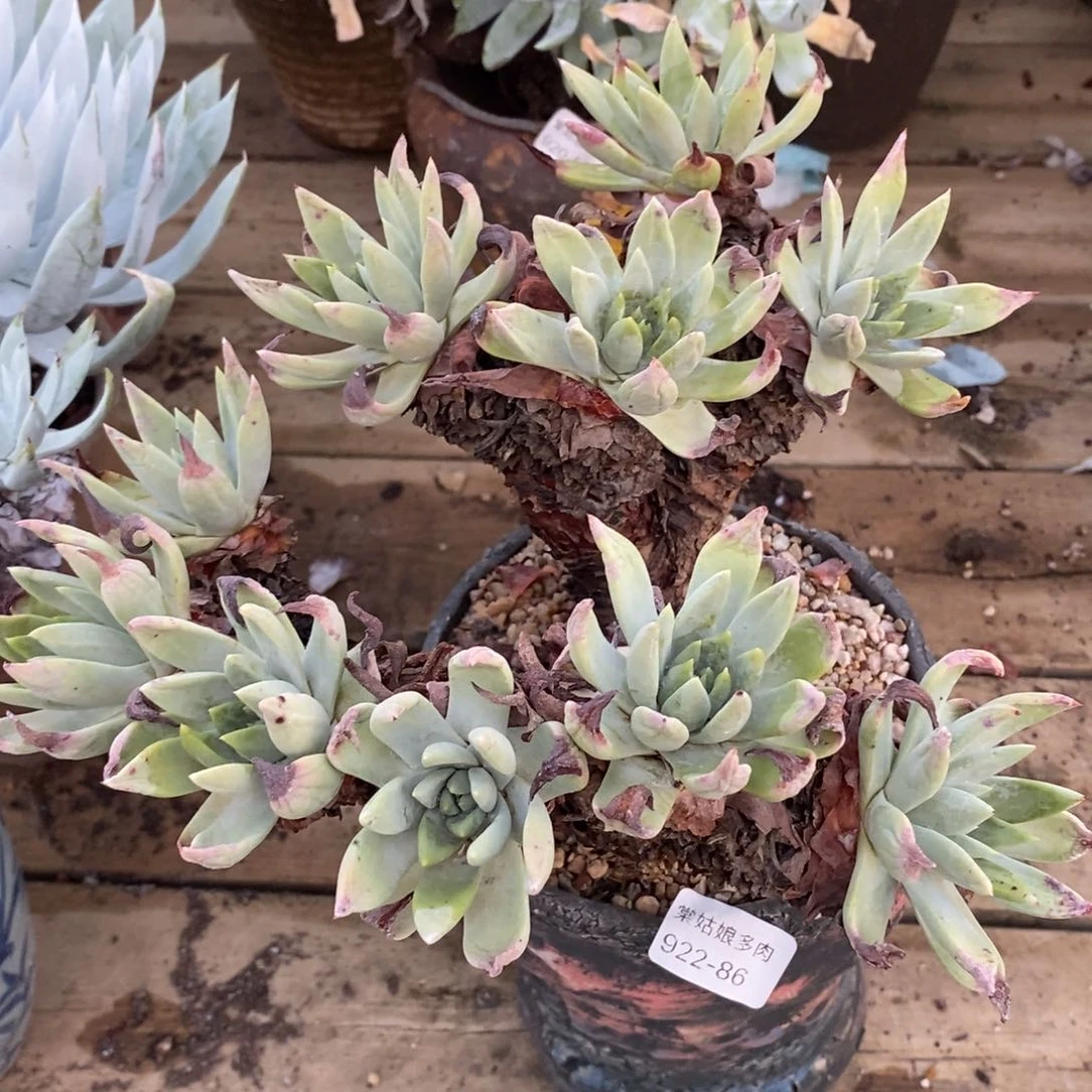 47号帕翠莎杂法瑞