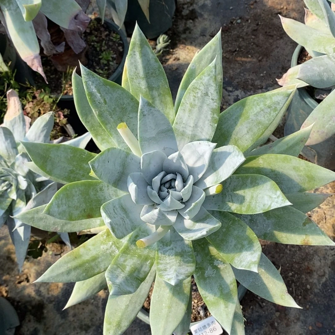 86号雪山粗腿子绿体