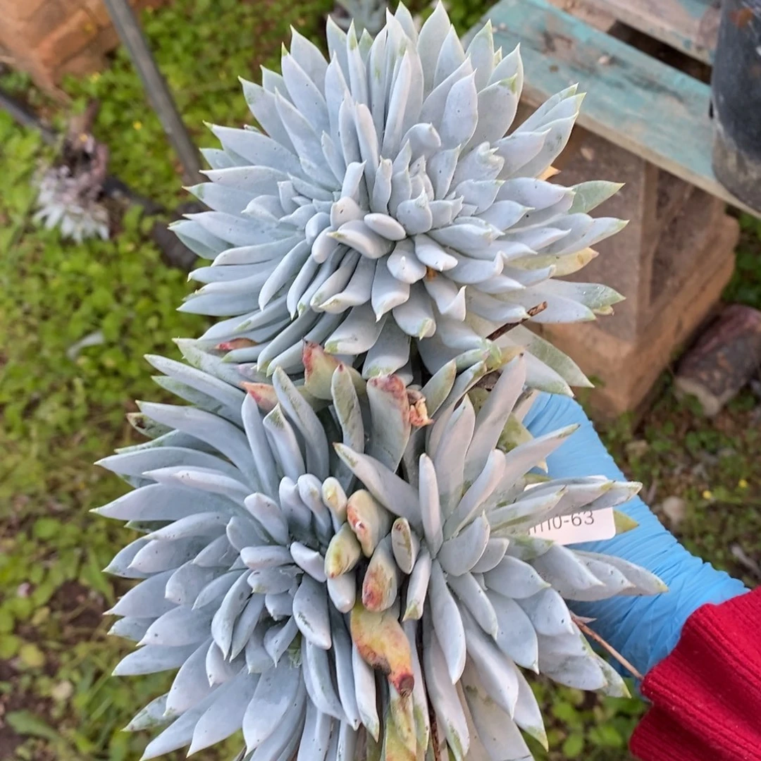 63号苹果叶瑕疵瑕疵