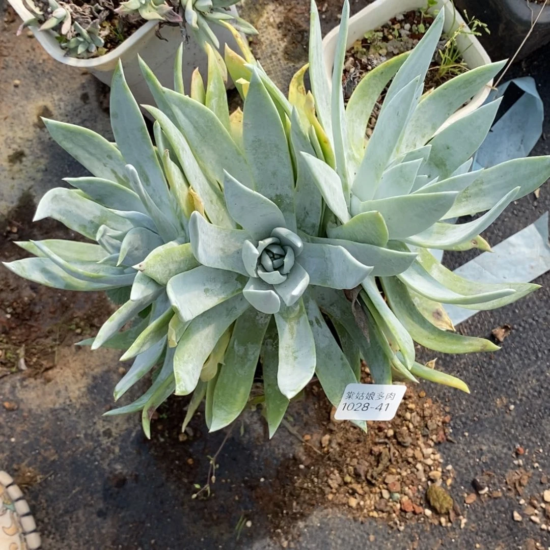 41号雪山群粗腿子