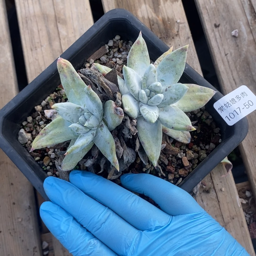 50号拇指杂粗腿子