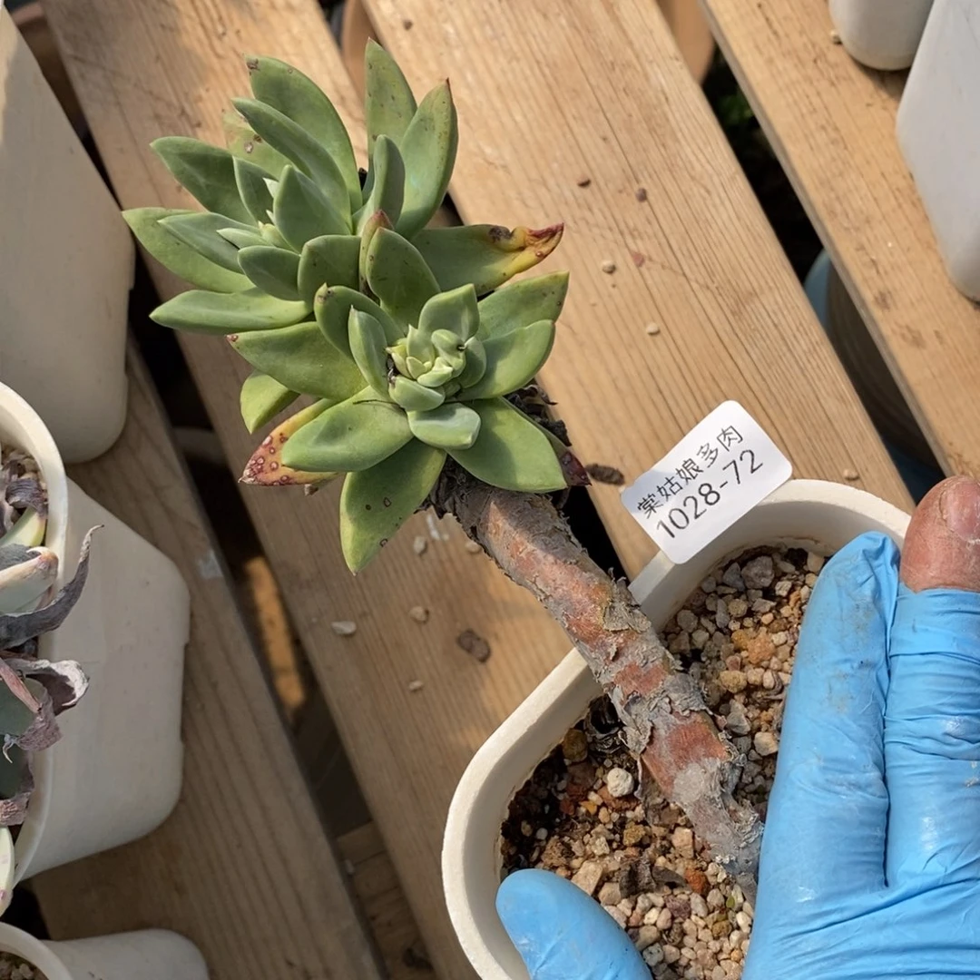 72号苹果叶瑕疵瑕疵