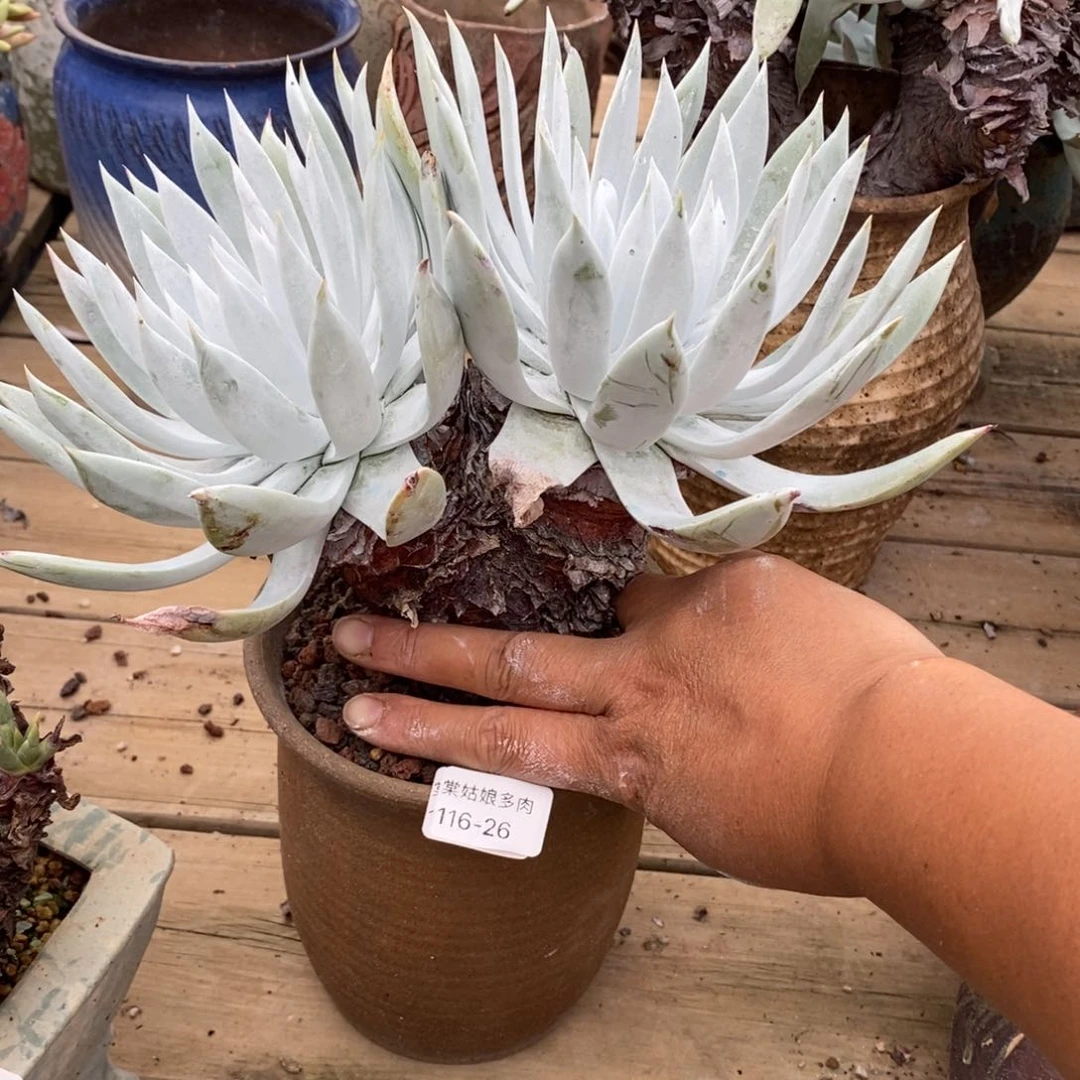 26号雪山粗腿子群