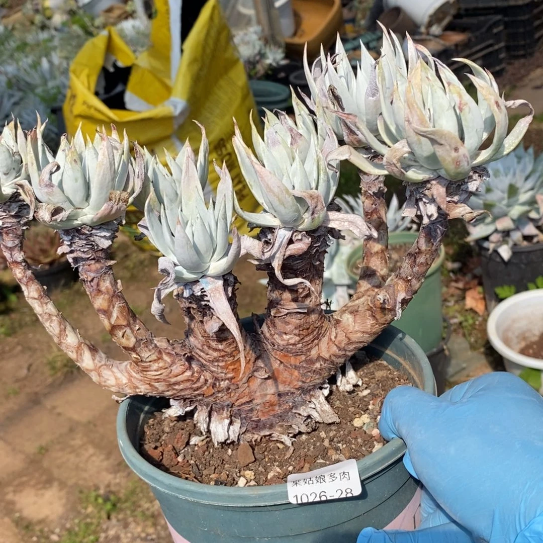 28号苹果叶瑕疵瑕疵