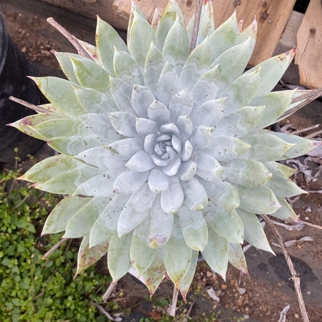 67号莫然伊大花朵